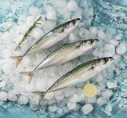 Mackerel Fillet – Uskumru Fileto