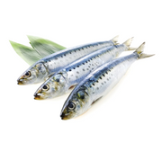 Sardine Gutted – Sardalya İçi Temizlenmiş