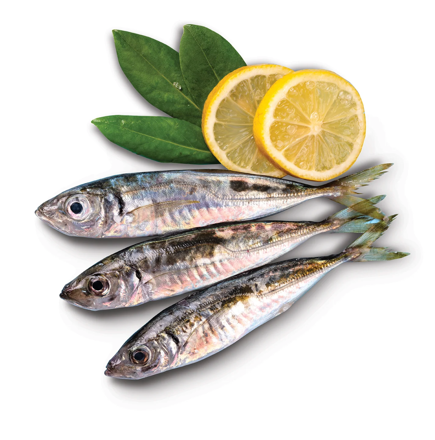 Horse Mackerel - Gutted İstavrit İçi Temizlenmiş